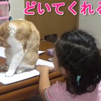 ノートの上で毛繕いをする猫（どいてくれる？）