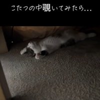 へそ天