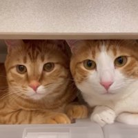 並んで隙間に入っている2匹の猫