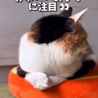 上を向く猫