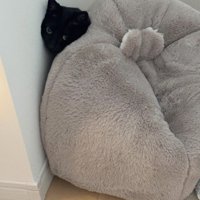 壁とクッションの間に挟まる白黒猫