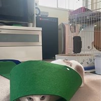パターマットの下に潜り込んだ猫