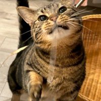 真剣な顔の猫