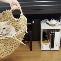 かごに入り持ち上げられた猫
