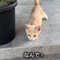 近寄る子猫