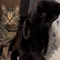 立つ猫と見上げる猫
