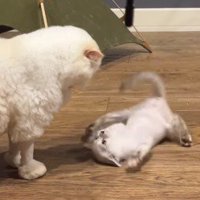 成猫を見つめながら、手足をばたつかせる子猫