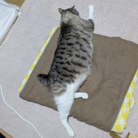 カーペットに寝転がるシャムトラ猫