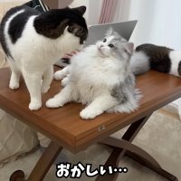 テーブルの上にいる猫たち