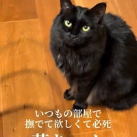 床に座っている猫