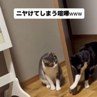 ドアの向こうにいるサバ白猫に気付いた白黒ハチワレ猫