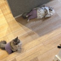 下半身にタイツを着用している2匹の猫