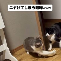 ドア越しに前足を出すサバ白猫
