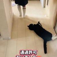 廊下を通る娘さんと見送るハチワレ猫