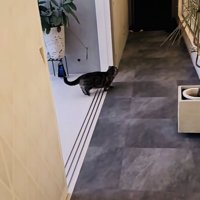 飼い主さんに気付かず鳴くキンカロー