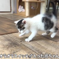 テロップ「突然オラオラ～」