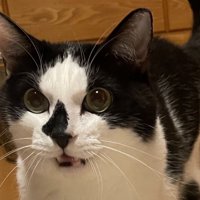 白黒猫の驚いた表情のアップ