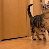廊下で立ち止まり、上を見つめるジャックくん