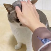 頭を触られているサバ白