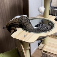 クリアボウルで寝ているマンチカンの様子