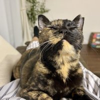 上を向く猫の顔