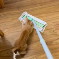 掃除道具のヘッド部分にしがみつく子猫