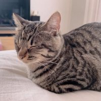 室内にいる猫