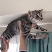 手で持たれる猫