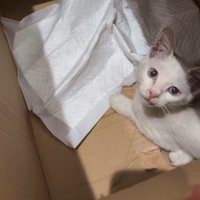 ダンボール箱の中にいる子猫