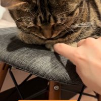 おててないないしている猫さん