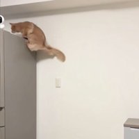 冷蔵庫の側面上部に前足をかける猫
