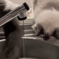 下を見ている猫