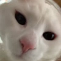 瓶の中に顔を入れる白猫