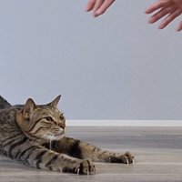 前足を伸ばしてお尻を高く上げる体勢になる猫