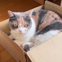 箱に入る猫