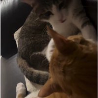 ケンカをしている猫たち