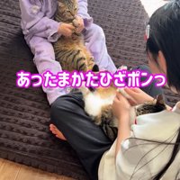 拍手する2匹の猫