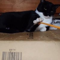 孫の手と遊ぶ猫