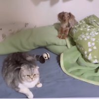 ベッドの上にいる猫と犬