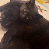 先住猫さんの体に乗りながらカメラを見つめるちこちゃん