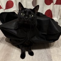 スーツカバーから頭を出して困った表情の黒猫