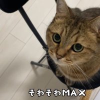 テロップ「そわそわMAX」