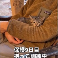 人に抱かれている子猫
