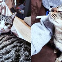 人に甘える2匹の猫