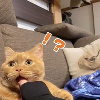 パパさん帰宅の音に驚くスコティッシュフォールド