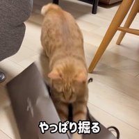 やっぱり掘る