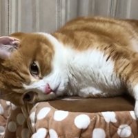 横になっている猫がしっかり目を開ける