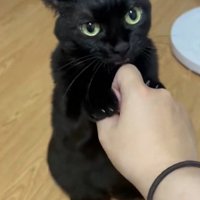 舐める猫
