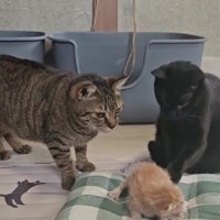 子猫の周りに集まる猫たち