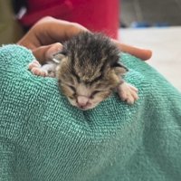 撫でられる子猫